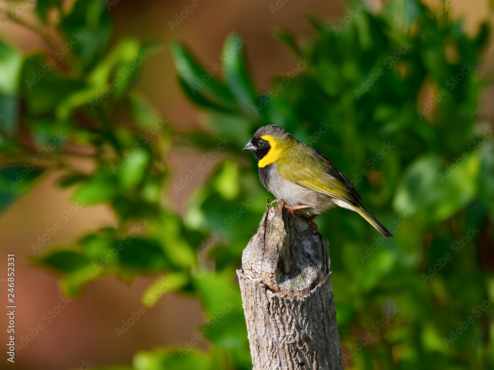Fototapeta premium Male Cuban Grassquit