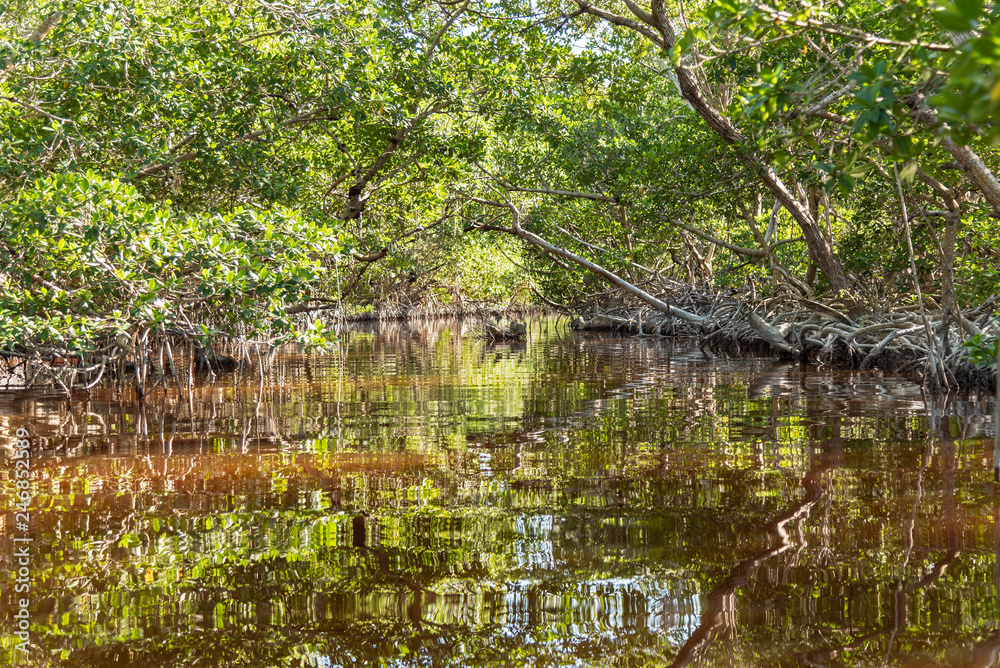 Green mangrove in Mexico. Water ecosystems found in Yucatan, Mexico