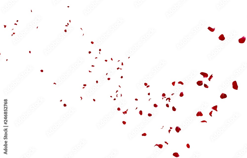 Red rose petals fly into the distance Red rose petals fly into the distance