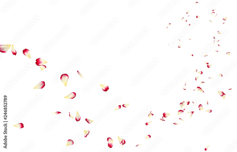 Red rose petals fly into the distance