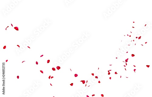 Fototapeta Naklejka Na Ścianę i Meble -  Red rose petals fly into the distance