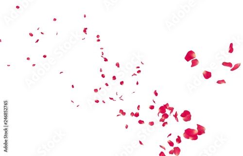 Fototapeta Naklejka Na Ścianę i Meble -  Red rose petals fly into the distance