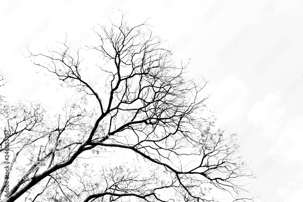 Bare tree branches on a pale white background