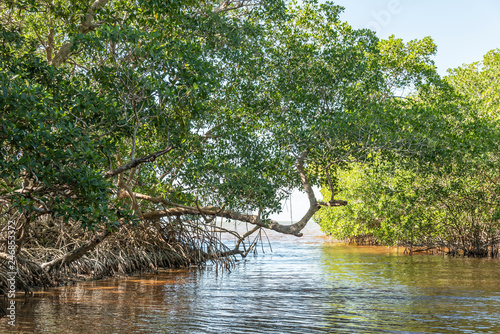Fototapeta Naklejka Na Ścianę i Meble -  Green mangrove in Mexico. Water ecosystems found in Yucatan, Mexico