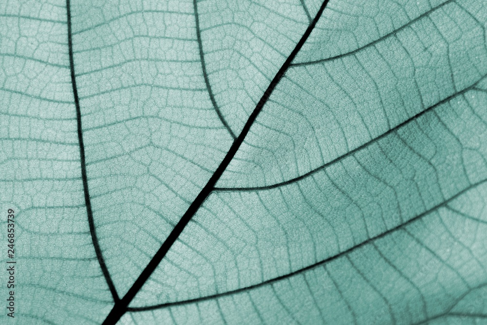 Obraz premium Close up on green leaf texture (background)