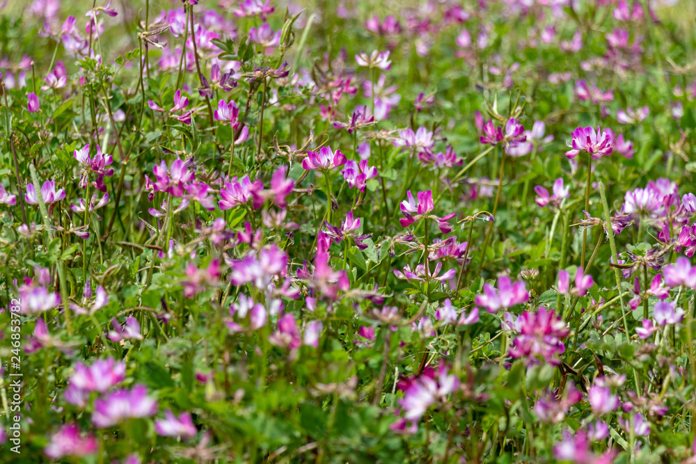 Astragalus festival in Otaki Town, Chiba prefecture, Japan Astragalus festival in Otaki Town, Chiba prefecture, Japan