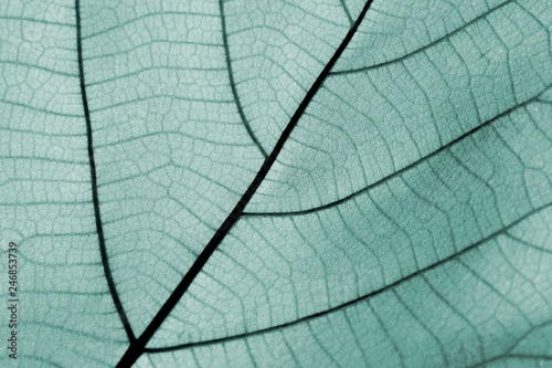 Close up on green leaf texture (background)