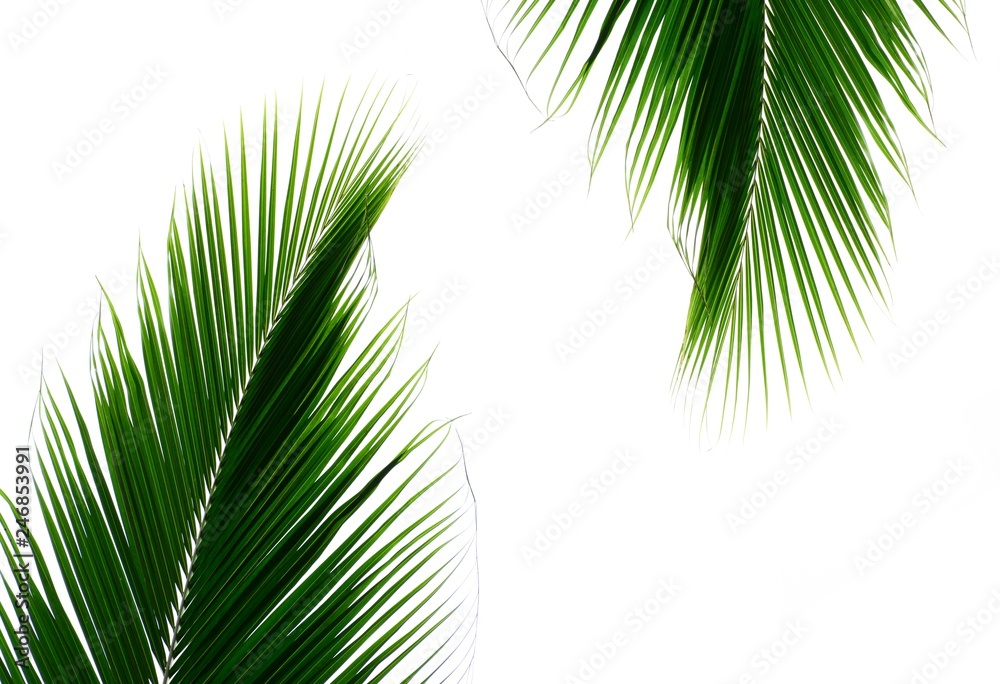 Fototapeta Palm leaves isolated on white