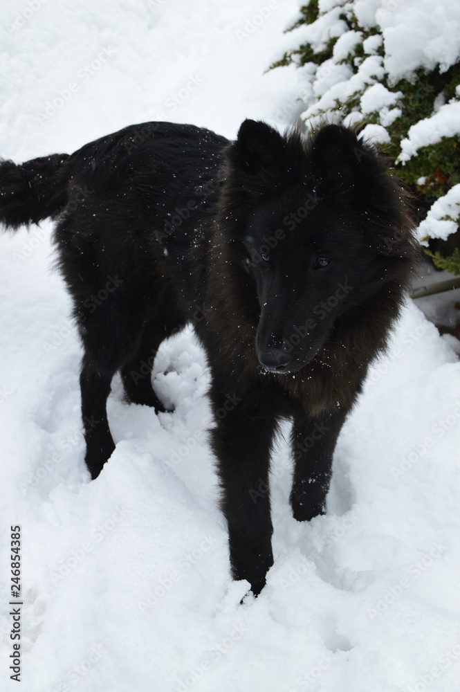 Fototapeta premium portrait of a dog