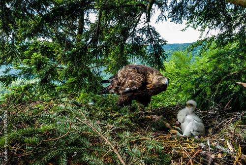 Bird of prey Golden Eagle female taking care about two weeks old chick on the nest in dense pine forest, northern Slovakia