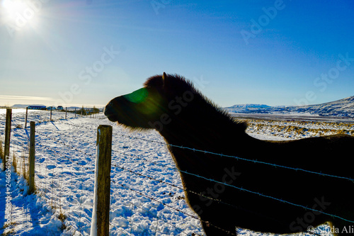 Side of a Horse