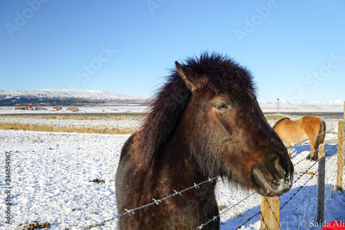 portrait of a horse