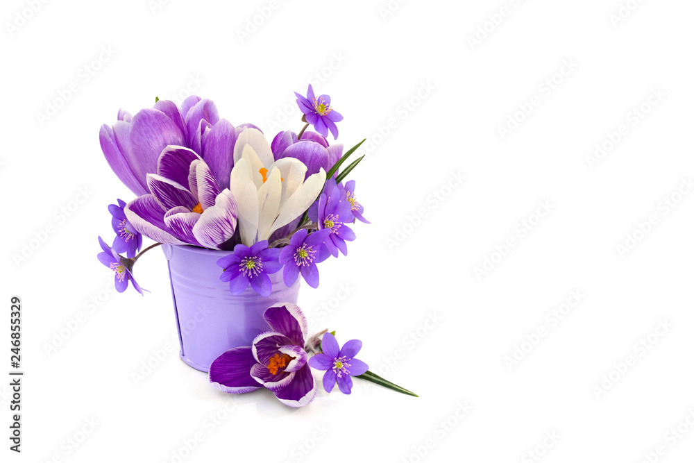 Bouquet of beautiful spring snowdrops flowers crocuses and hepatica ( liverleaf or liverwort ) in small violet bucket on a white background with space for text Bouquet of beautiful spring snowdrops flowers crocuses and hepatica ( liverleaf or liverwort ) in small violet bucket on a white background with space for text