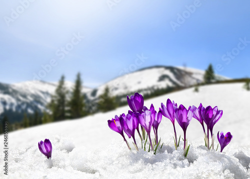 Spring landscape of blooming flowers violet crocuses ( Crocus heuffelianus ) on glade in mountains covered of snow. Carpathian mountains photo