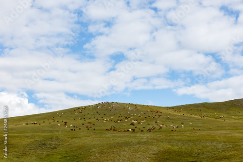 herd of sheep and goats graze in the Mongolian steppe, Mongolia