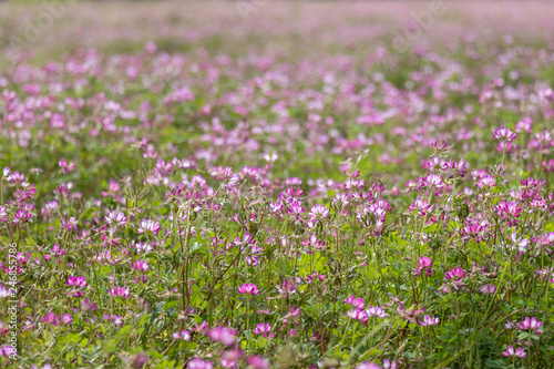 Astragalus festival in Otaki Town  Chiba prefecture  Japan