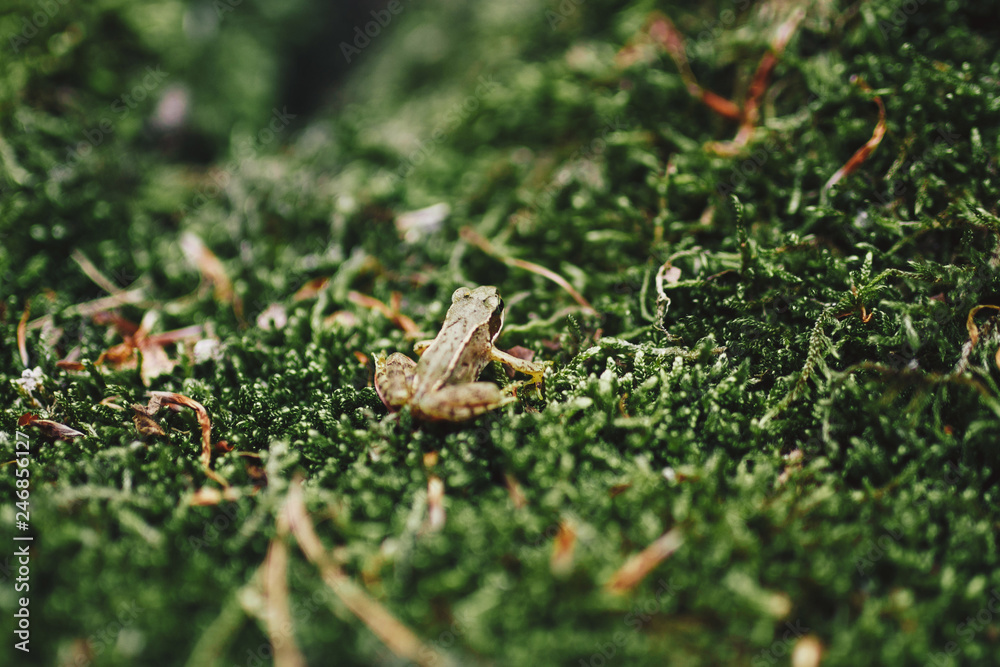 Makro-Aufnahme von Frosch in freier Wildbahn Makro-Aufnahme von Frosch in freier Wildbahn