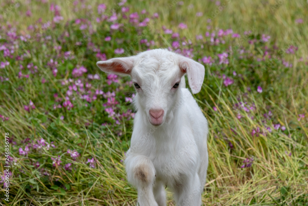 Baby of goat, Otaki town, Chiba prefecture, Japan Baby of goat, Otaki town, Chiba prefecture, Japan