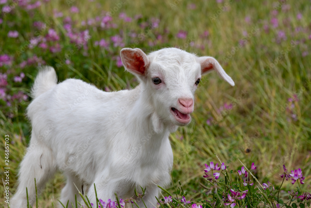 Baby of goat, Otaki town, Chiba prefecture, Japan Baby of goat, Otaki town, Chiba prefecture, Japan