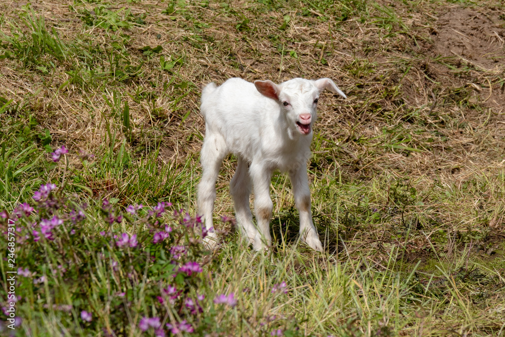 Fototapeta premium Baby of goat, Otaki town, Chiba prefecture, Japan