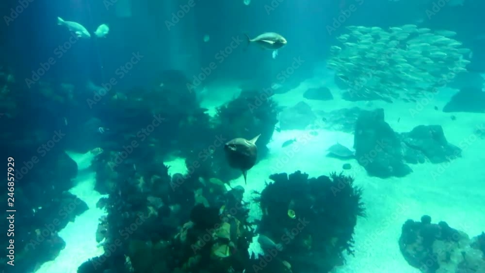 underwater world, sunfish is swimming in clear blue water against a background of schools of fish underwater world, sunfish is swimming in clear blue water against a background of schools of fish