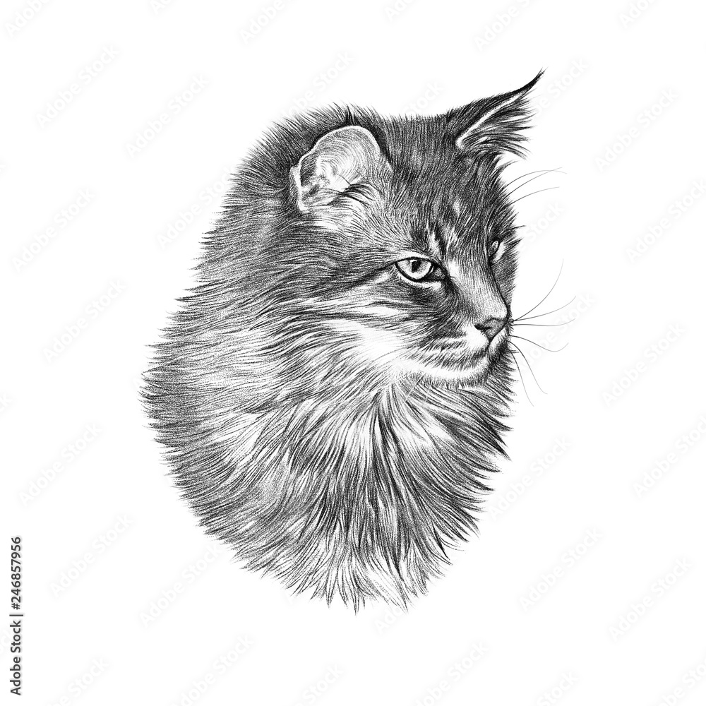 Black and White Drawing of a cute Cat. Cat head isolated on white  background. Pencil, ink hand drawn realistic portrait. Animal collection.  Good for print T-shirt, banner. Art background for design Stock