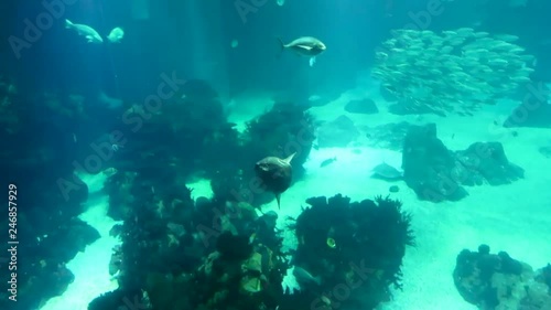 Wallpaper Mural underwater world, sunfish is swimming in clear blue water against a background of schools of fish Torontodigital.ca