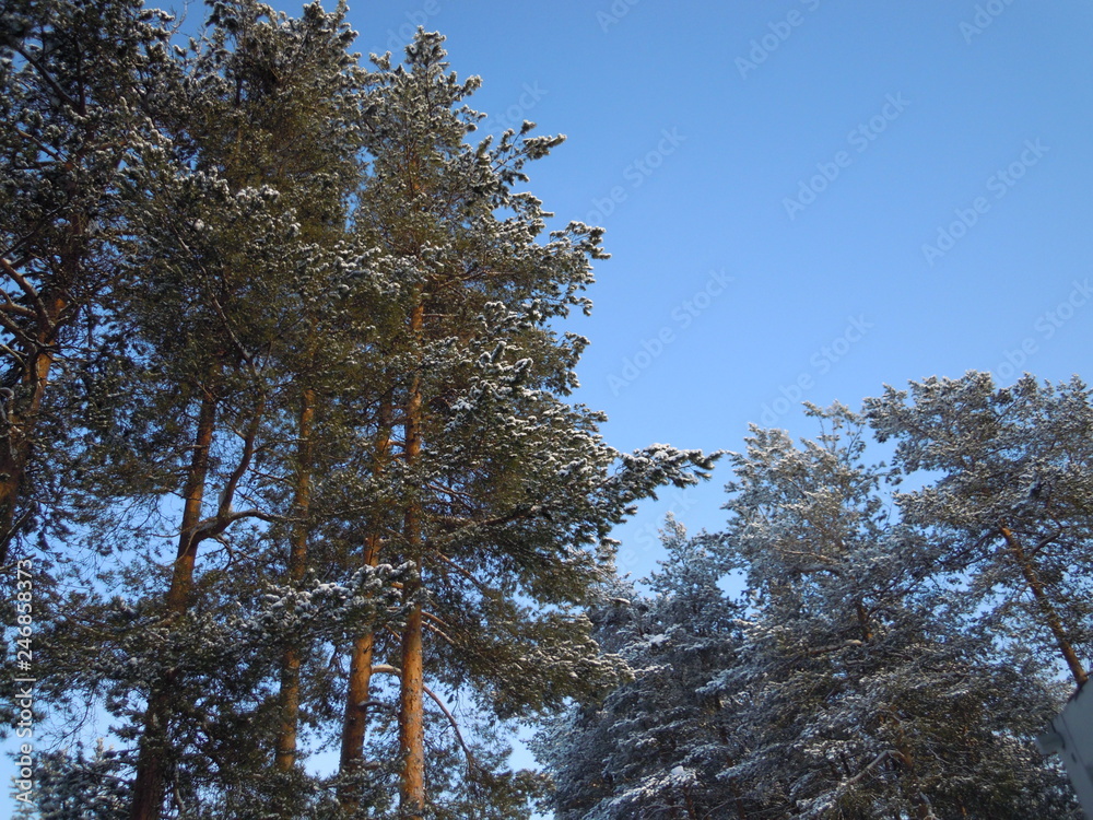 Obraz premium tree in the sky