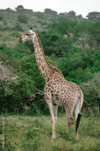 One giraffe standing in the bushland of south africa