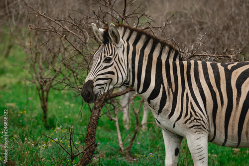 Zebra in front of a sicklebush in south africa zulu land