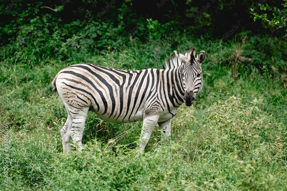 Zebra with short tail in the green african bush watching Zebra with short tail in the green african bush watching