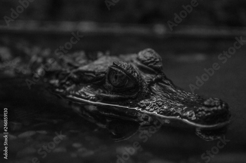 Crocodile in black and white.