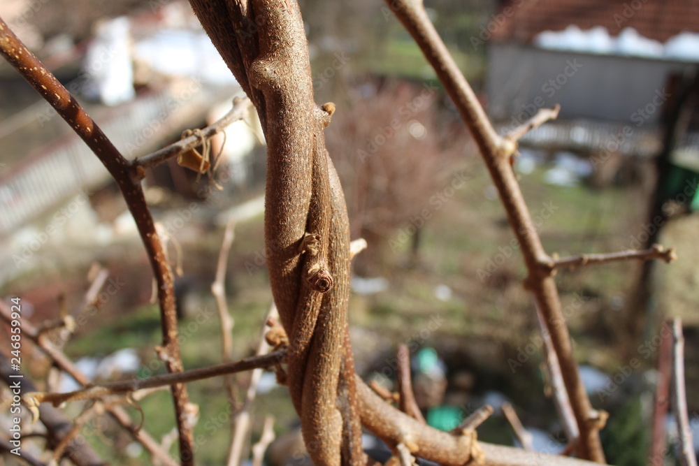 Branches of dry kiwi tree