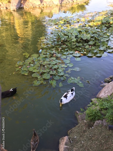 ducks in a pond