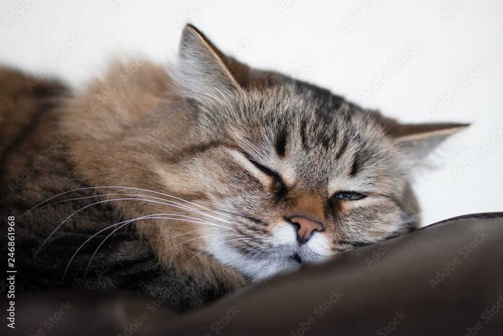 Lazy cat sleeping on a leather couch. Closeup.