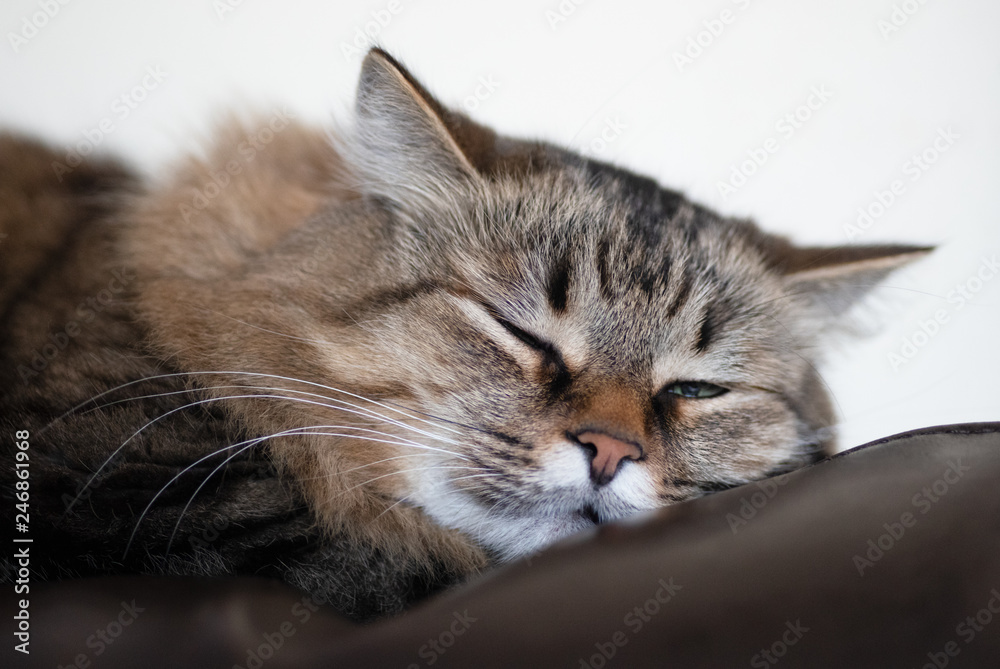 Lazy cat sleeping on a leather couch. Closeup. Lazy cat sleeping on a leather couch. Closeup.