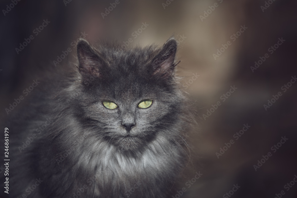 Chatton gris aux poils longs