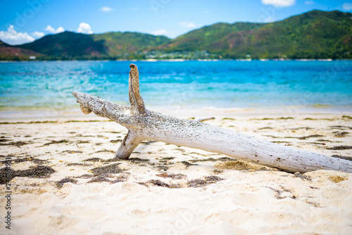 Dead white branch on wild beach and sea in Cureiuse island  Seychelles