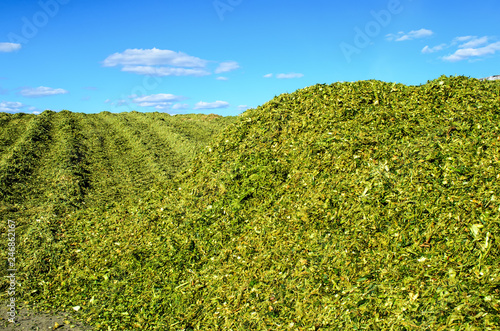 Silage from corn is crushed and ready for laying in a silo trench, a pit. Silo from corn on a background of blue sky is rammed in the pit. Food for cattle in winter. 
