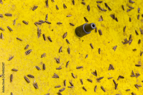 Photography Machos adultos de Tuta en trampa de feromona