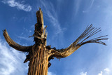 Towering dying saguaro against Arizona blue sky