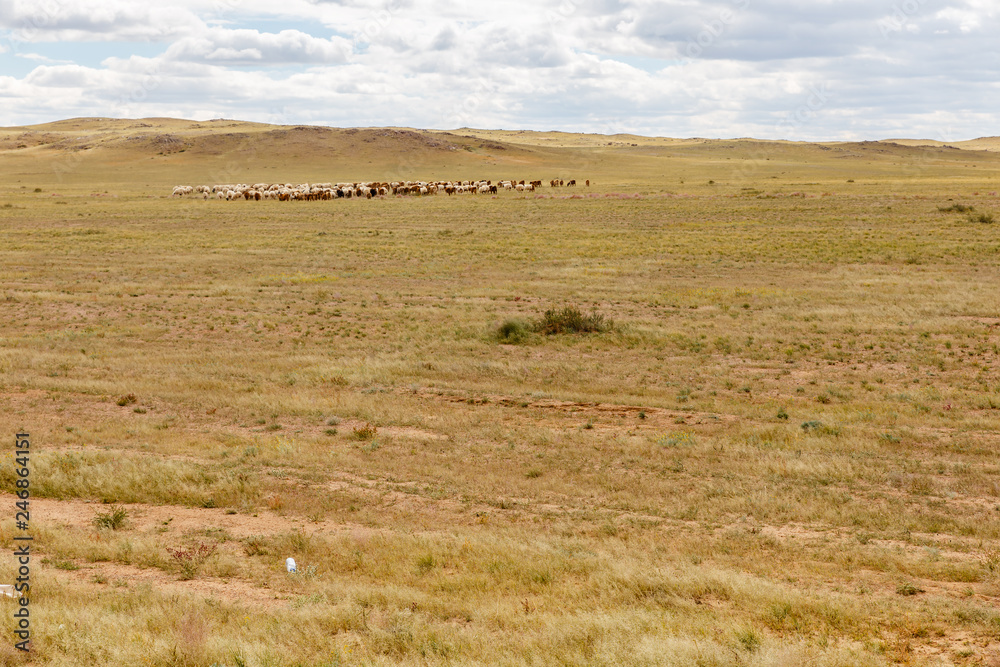 flock of sheep grazing in the Gobi Desert, Mongolia