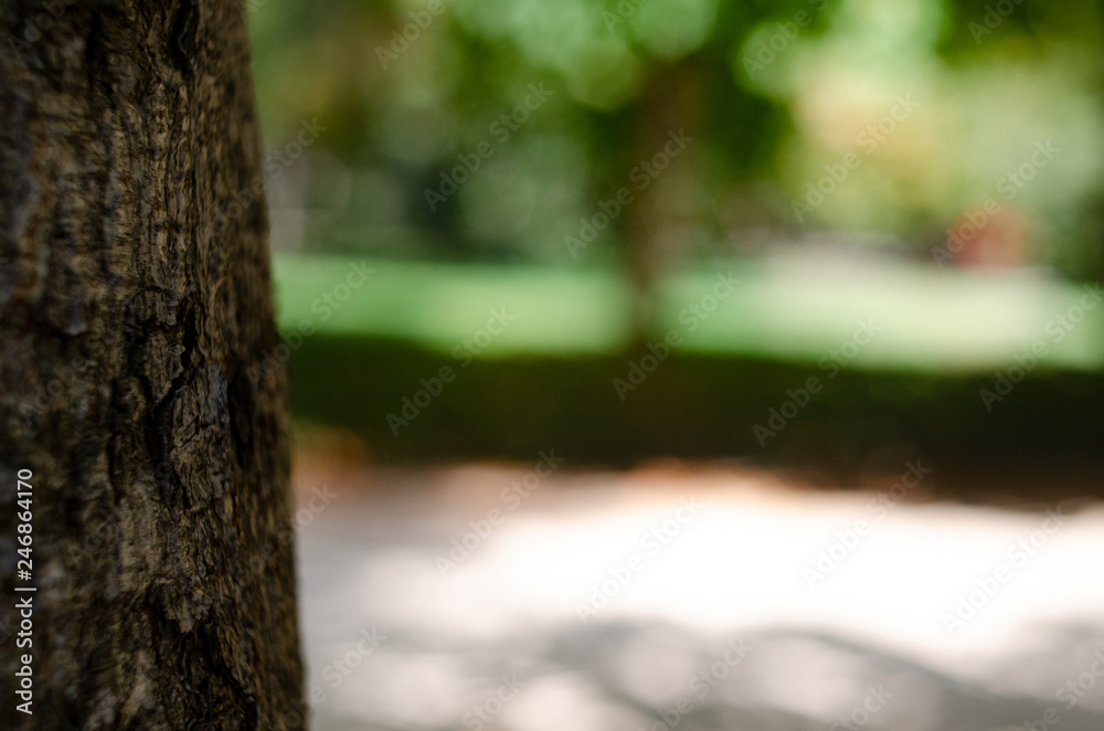 Fototapeta premium Baum im Park