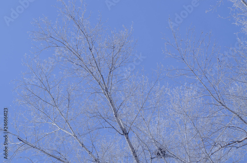 birch trunks against the blue sky in winter
