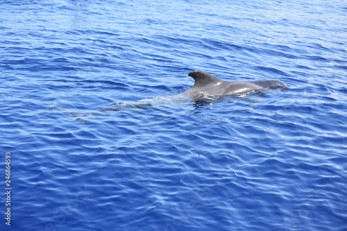 Canvastavla delfines