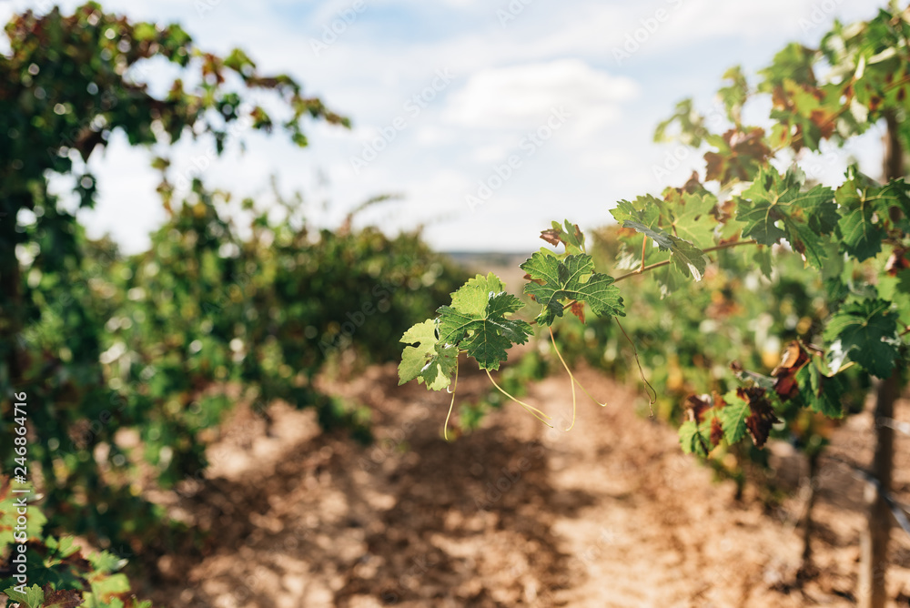 Beautiful green vineyard in Spain