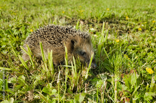 Hedgehog crawling in the grass