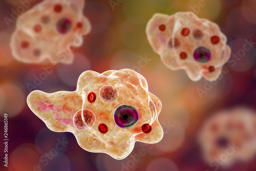 Entamoeba gingivalis protozoan, 3D illustration. An amoeba found in mouth and associated with periodontal diseases photo