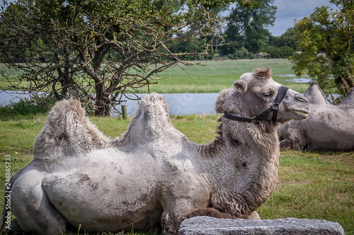 Camelus, artiodactyl mammal of the Camelidae family © Marlene Vicente