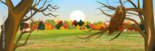 A brown owl sits on a tree in an autumn forest. Owl. Gray tawny. Wild animals and birds of Eurasia and Scandinavia. Strix aluco. Realistic Vector Landscape